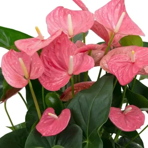 Anthurium Rosa