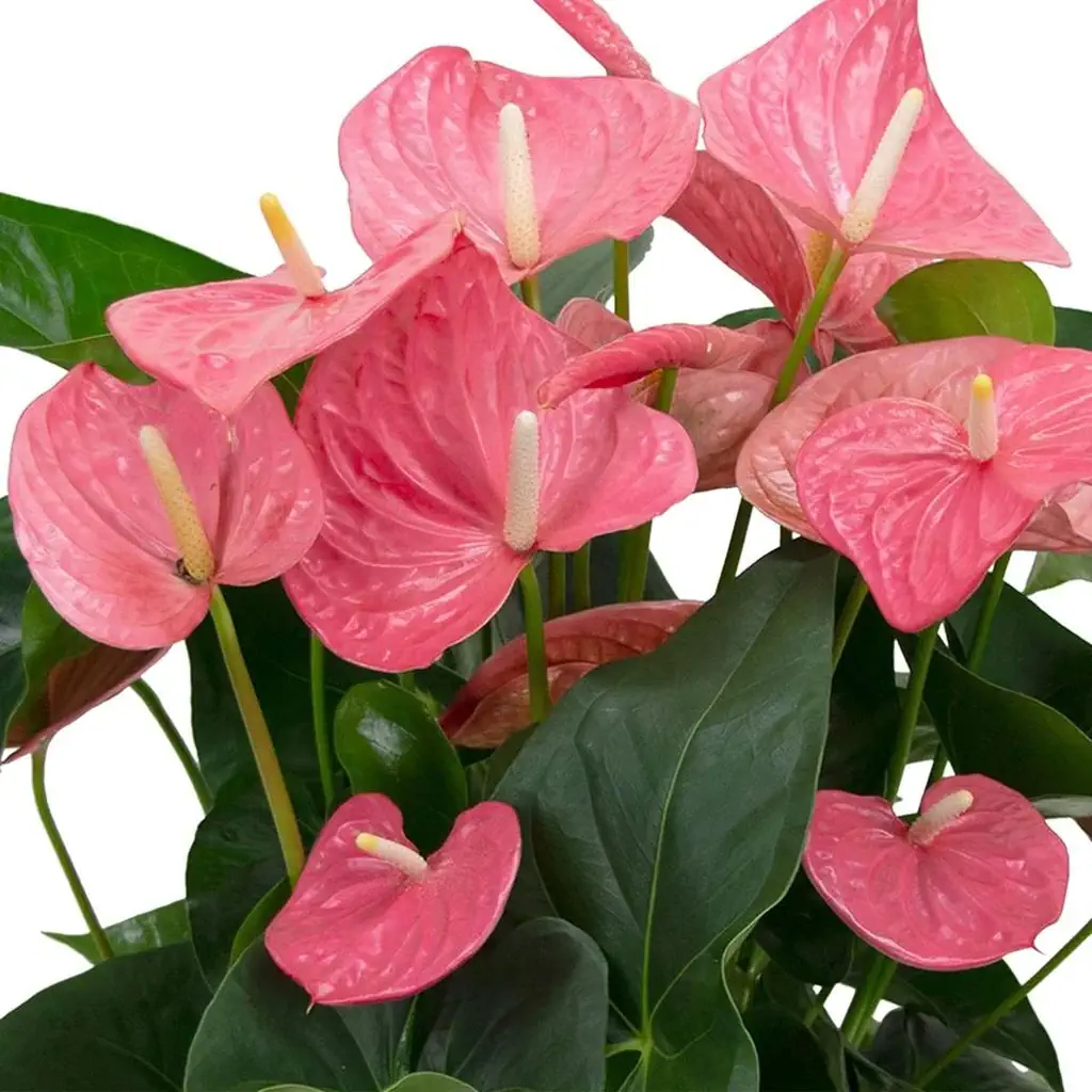 Pink anthurium plant