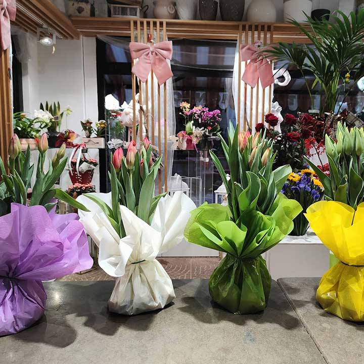 Confezione di tulipani con bulbo