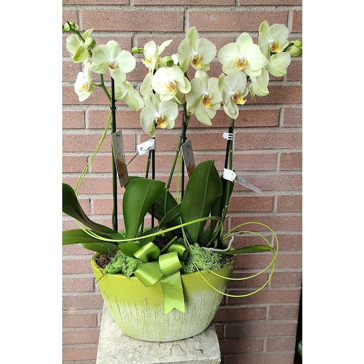 Composizione con 2 orchidee phalaenopsis più vaso
