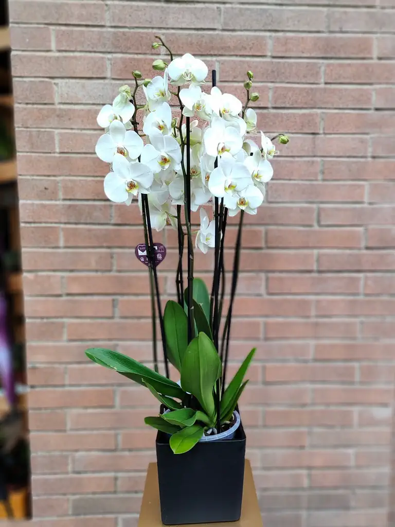 Phalaenopsis orchid with cover pot - image 2