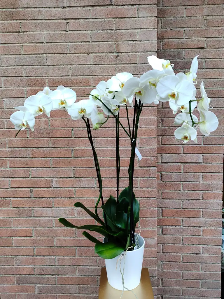 Phalaenopsis orchid with cover pot