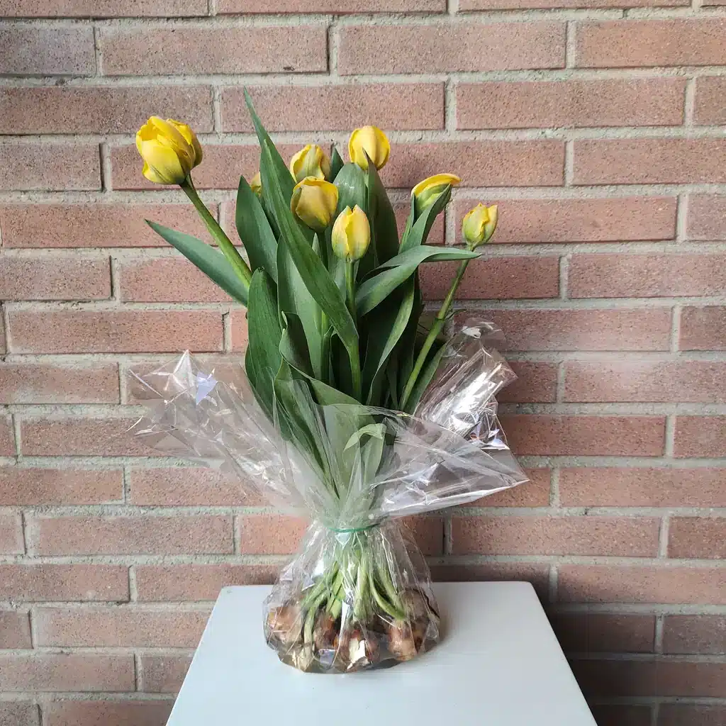 Tulipani con bulbo