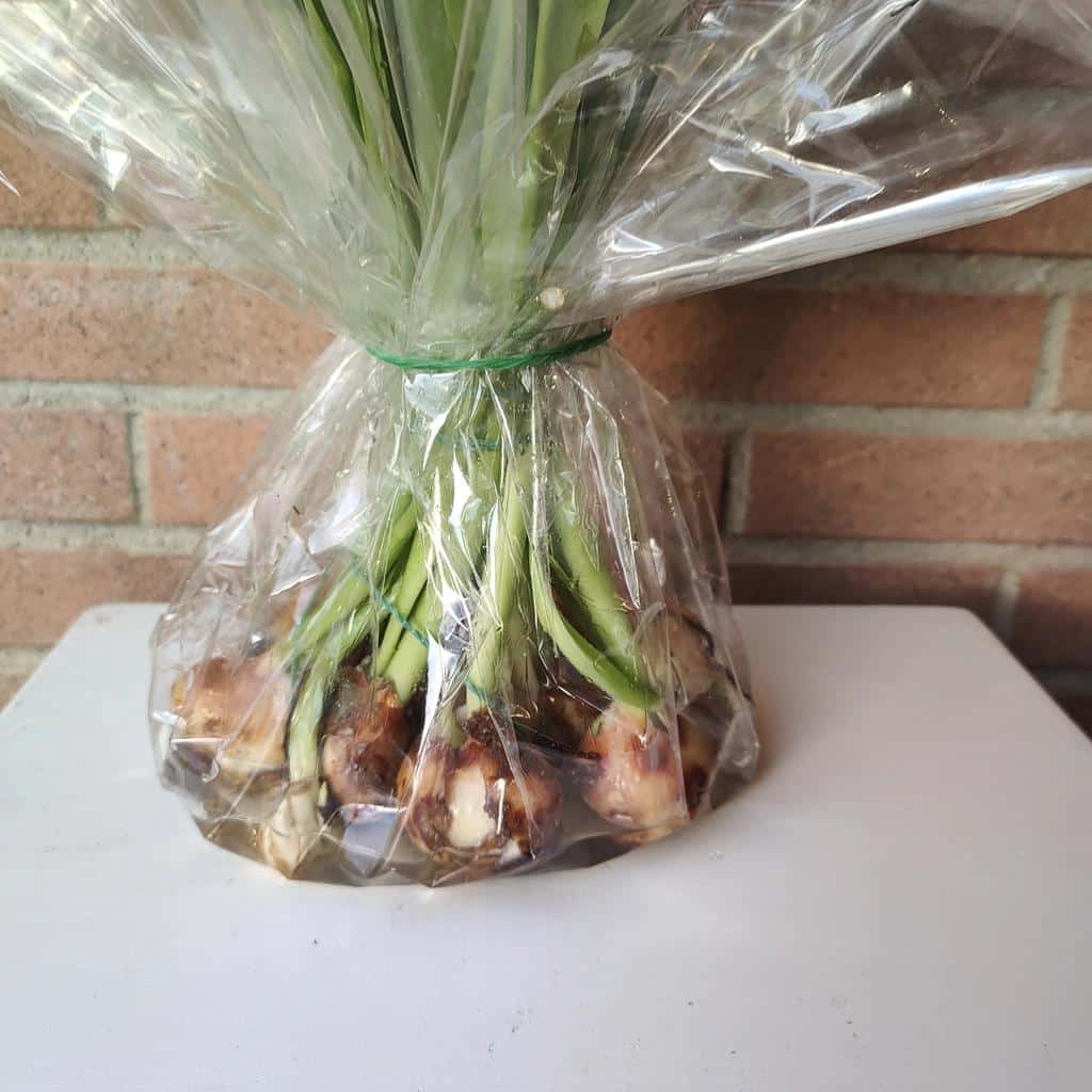Tulipani con bulbo