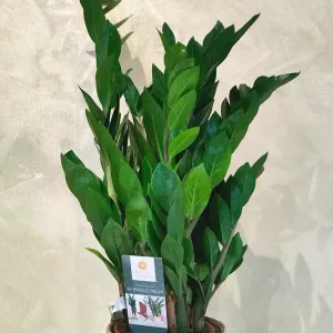 Pianta di Zamia