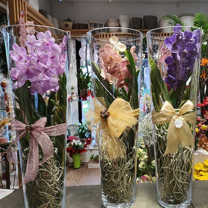 Orchidee wanda in vaso di vetro