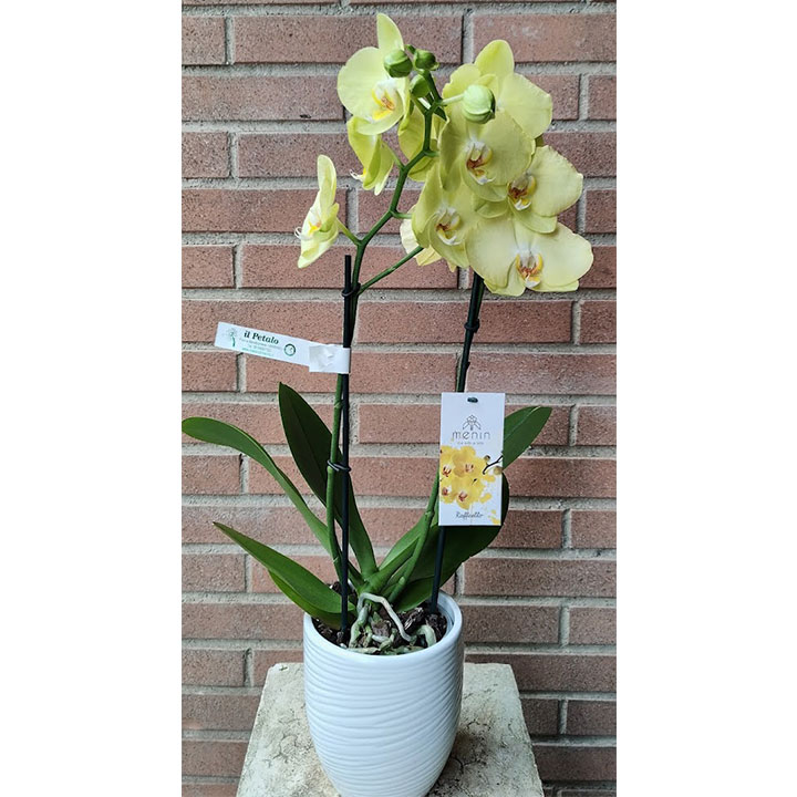 Phalaenopsis orchid with cover pot - image 3