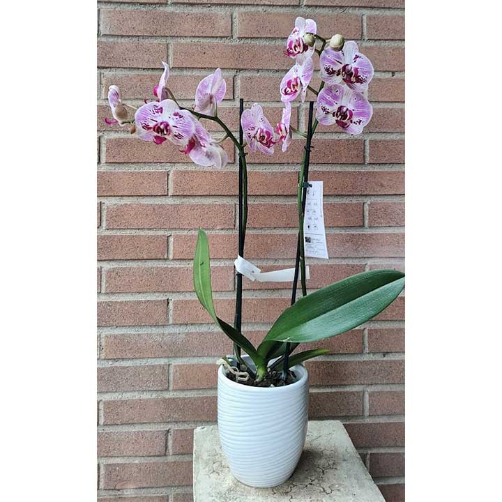 Phalaenopsis orchid with cover pot - image 4