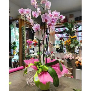 Orchidea Phalaenopsis senza vaso, comunemente noto come "orchidea farfalla"
