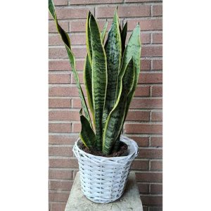 Sansevieria trifasciata
