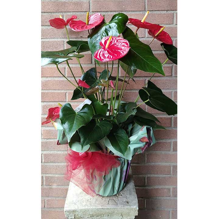 Pianta anthurium