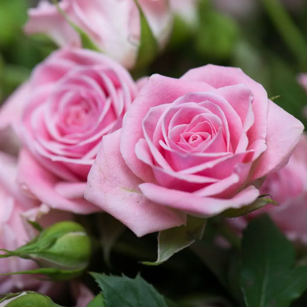Colored roses - image 4