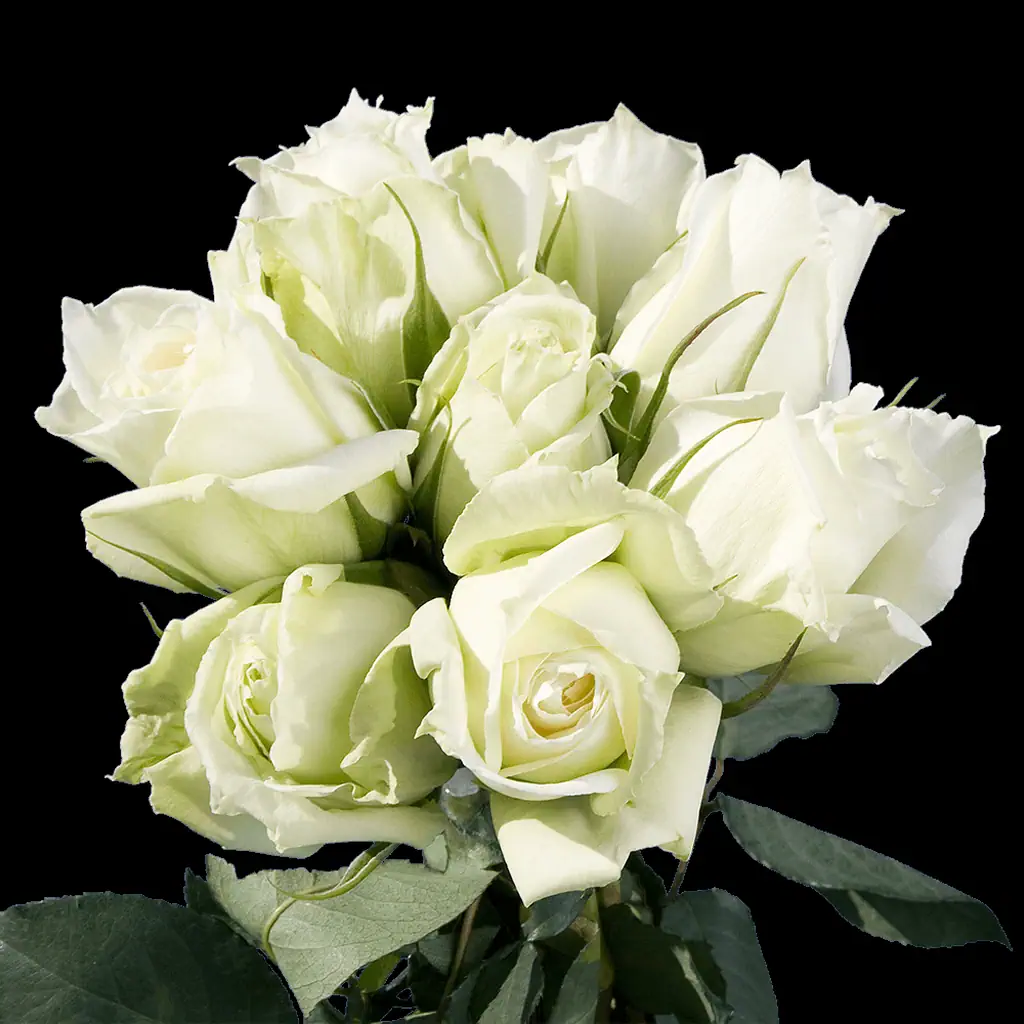 Colored roses - image 2
