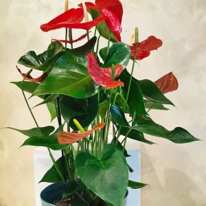 Piante verdi e fiorite