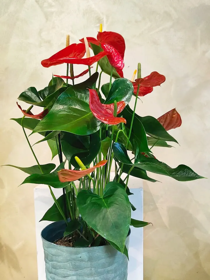 Pianta di anthurium