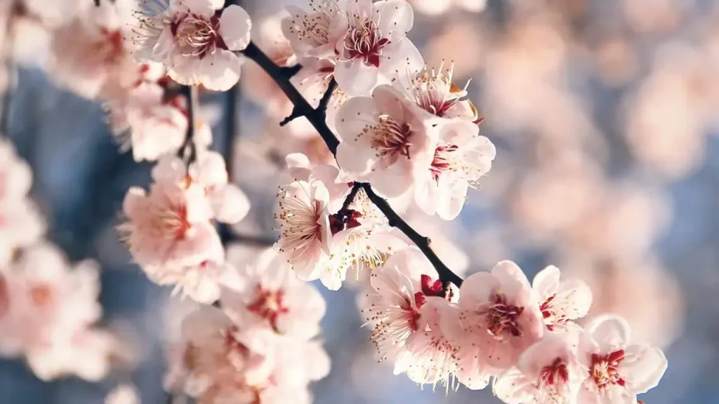 Fiori di primavera: i fiori di pesco in piena fioritura su uno sfondo sfocato.