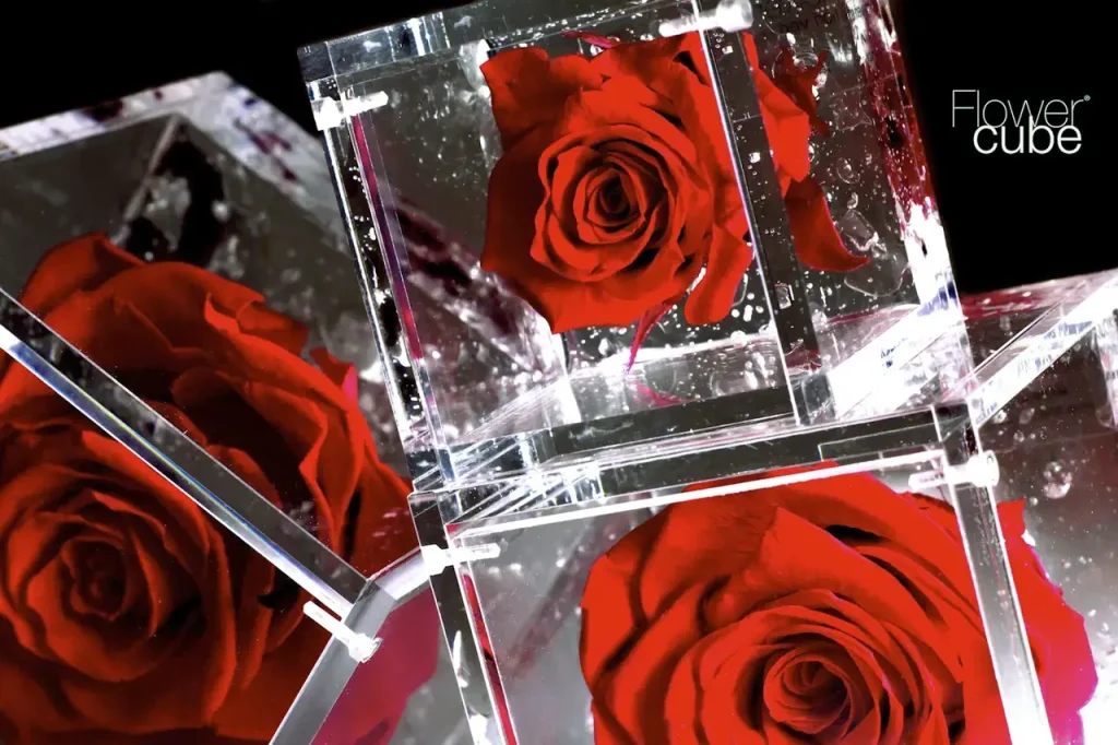 Rose rosse stabilizzate incapsulate in cubi trasparenti