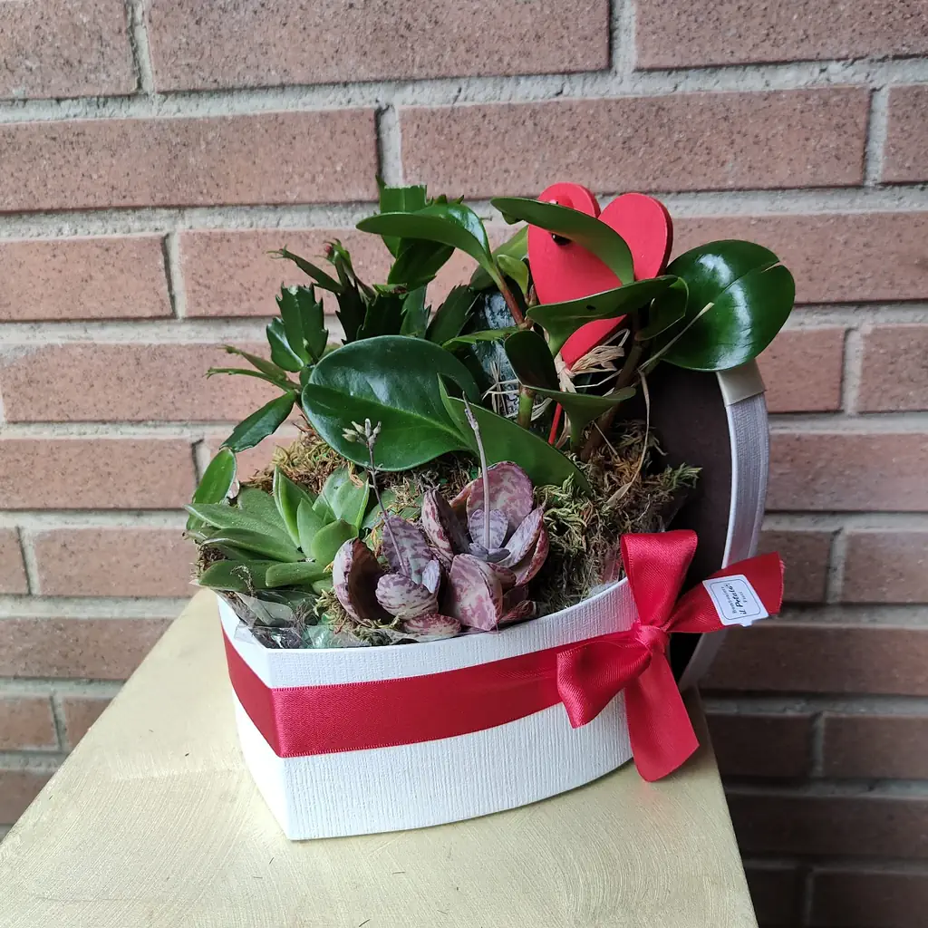 una pianta in una scatola a forma di cuore