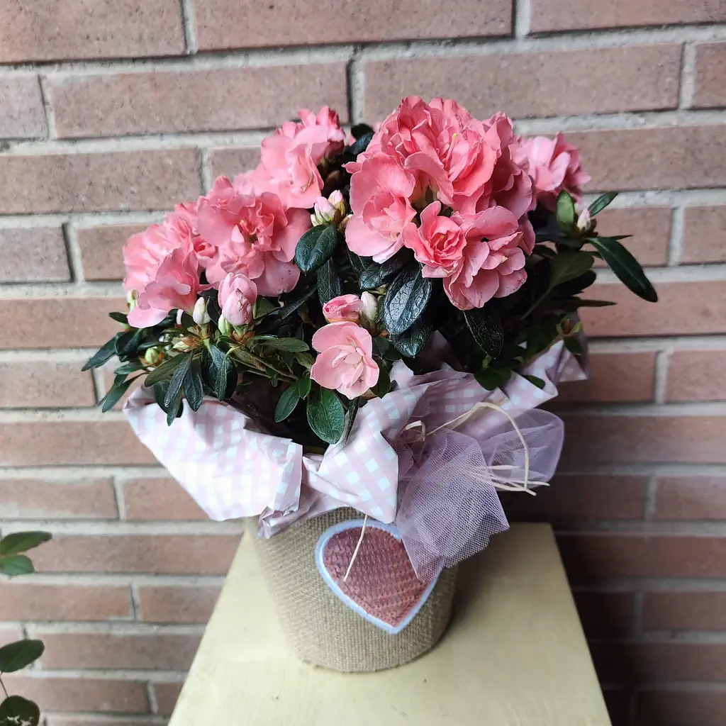 una pianta in vaso con fiori rosa