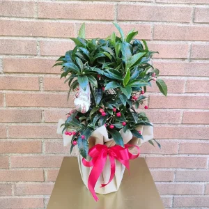 Pianta Ardisia
