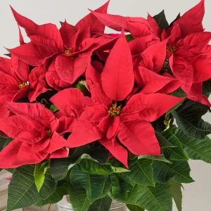 Stella di Natale