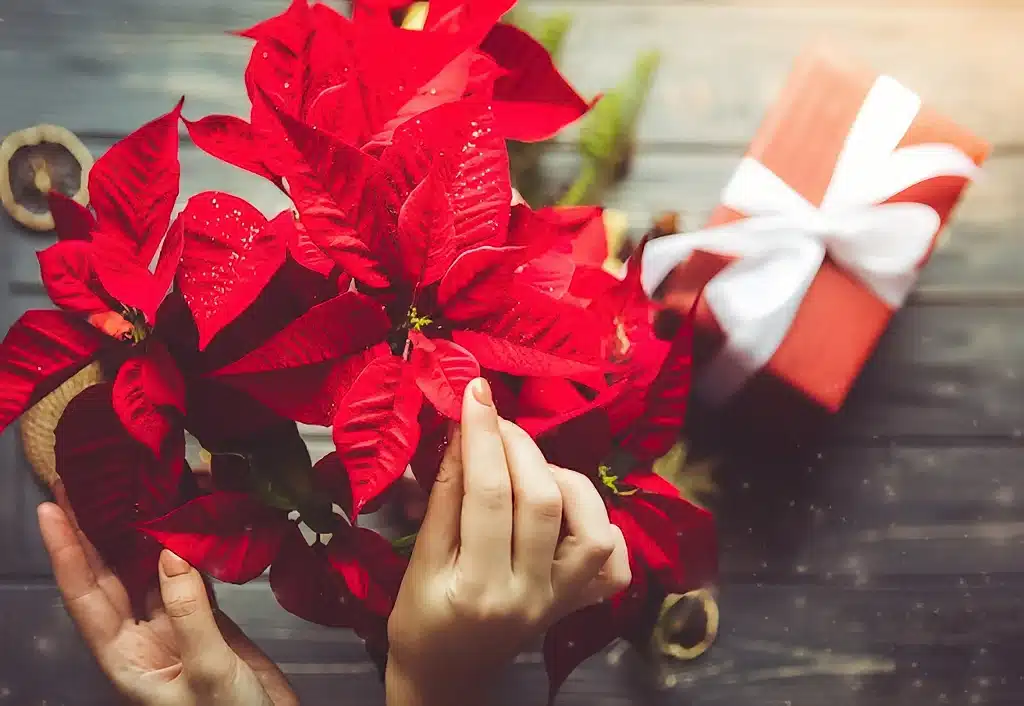 Piante regali di natale